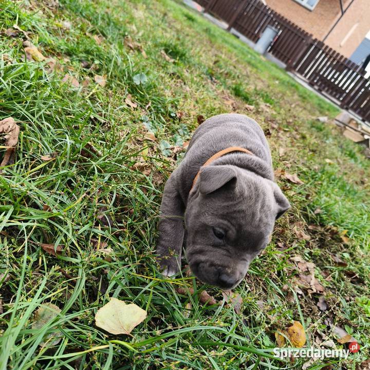 American Pitbull Terrier Żupawa