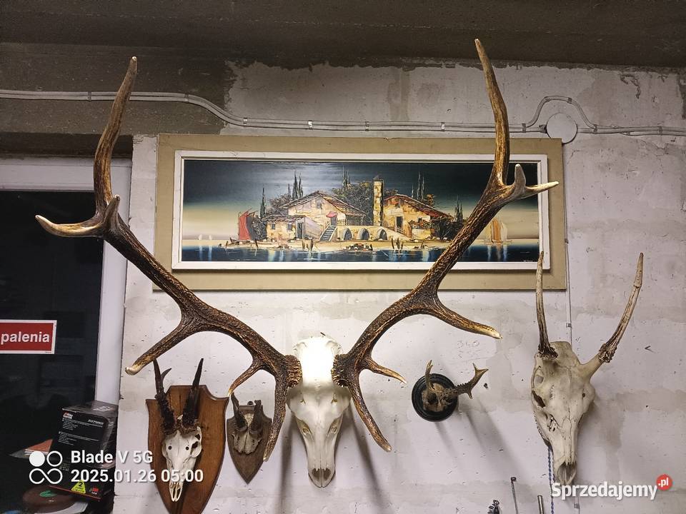 Poroże jelenia z czaszką Wyszków