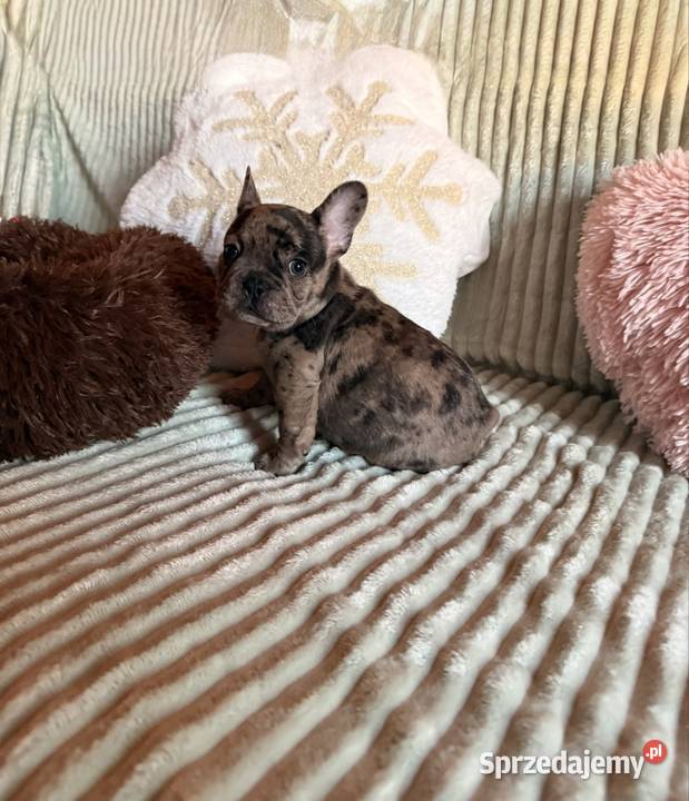 Buldog francuski Częstochowa