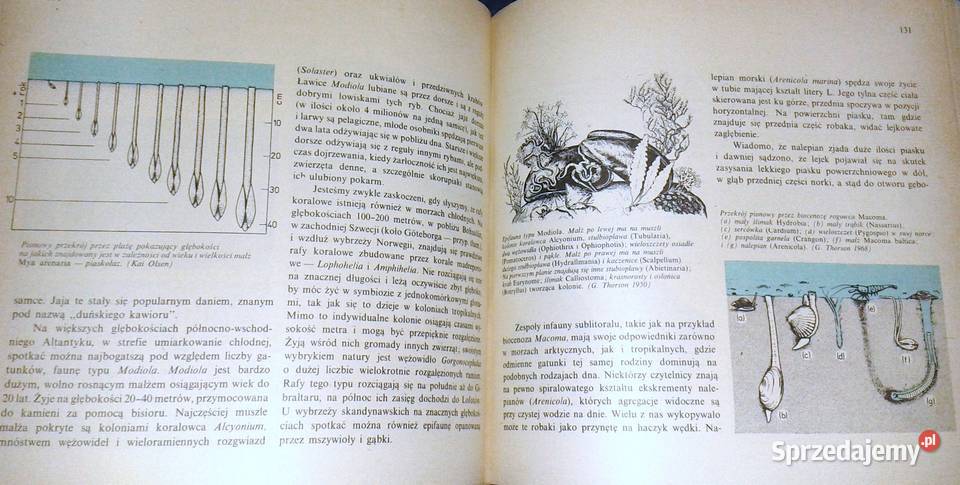 Życie w morzu Gunnar Thorson Chełm
