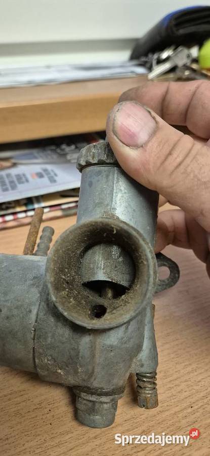 Junak gazela gaznik śląskie Tarnowskie Góry