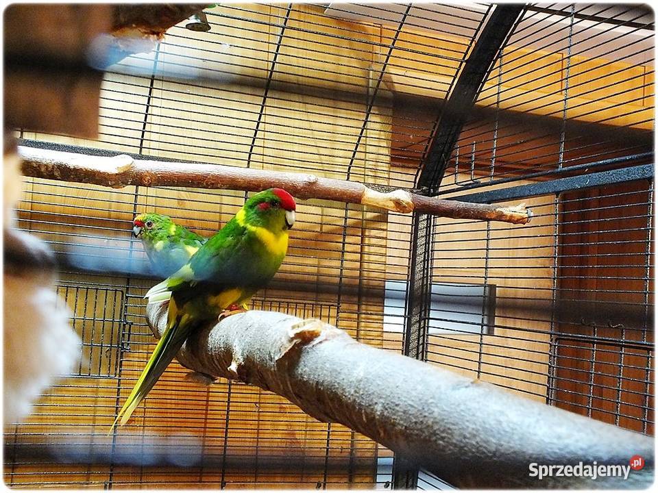 Papugi Modrolotki Kozy Parka legowa Samiec i Lubsko