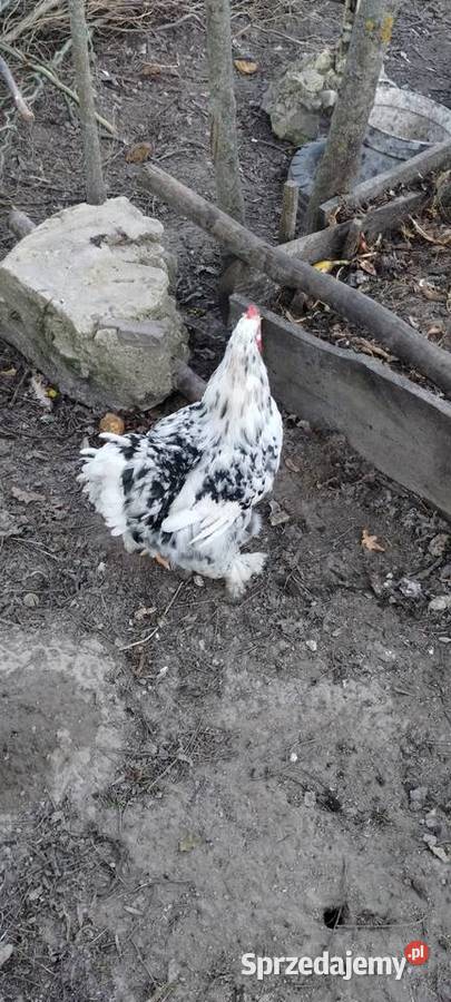 Kogut Kochin Tomaszów Lubelski