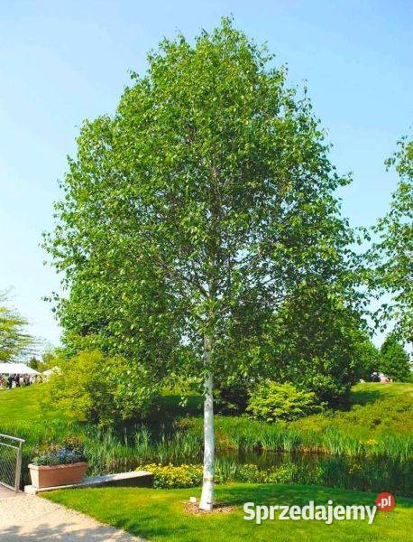 Brzoza pożyteczna Doorenbos 300 biała kora sprzedam