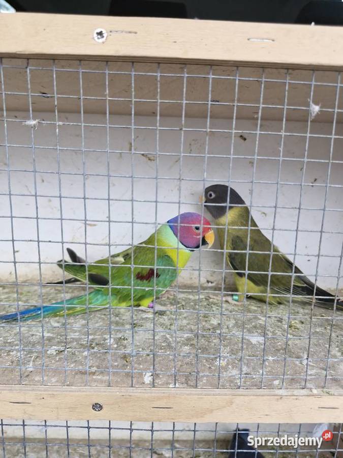 Aleksandretta Śliwogłowa Kalisz sprzedam