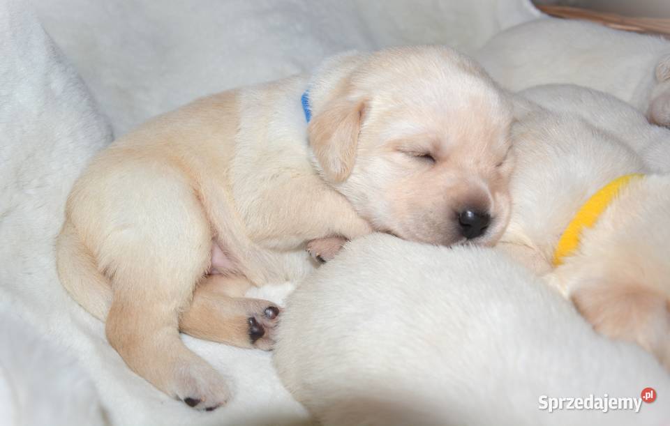 Elitarne zdrowe cudowne Labradory ZKwPFCI Myszków sprzedam