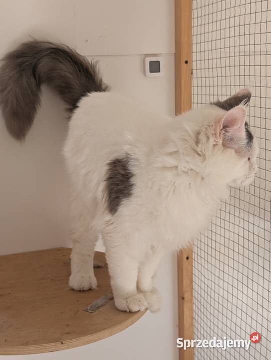 Diablo kocurek niebiesko czarny Maine Coon Koty Pszczyna