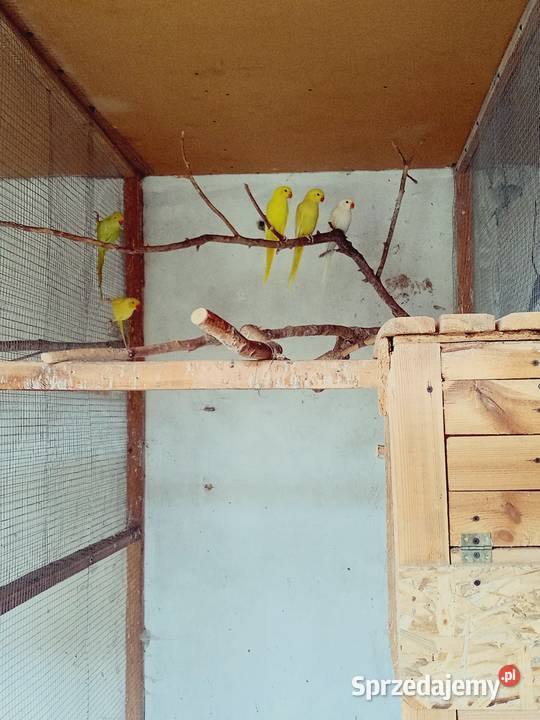 Aleksandretty Aleksandretta Podmokle Małe