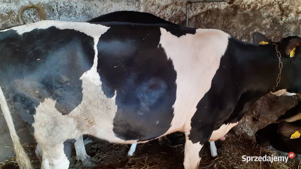 Sprzedam jałówkę cielna Szczałb sprzedam
