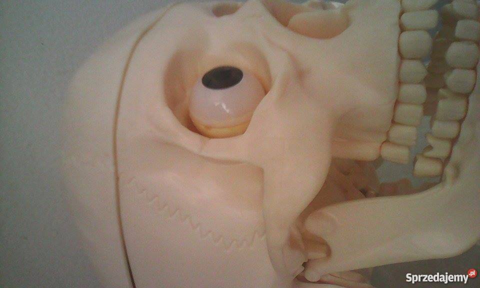 szkielet człowieka z narządami i stojakiem Chrzanów