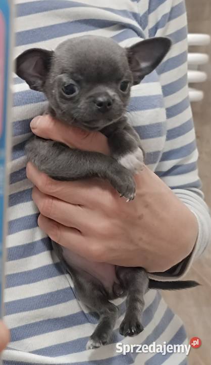 Chihuahua niebieska suczka mazowieckie Warszawa