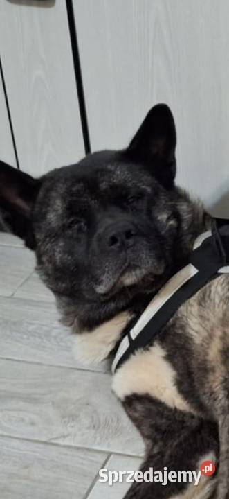 Akita Amerykańska Samiec reproduktor 5lat Wodzisław Śląski