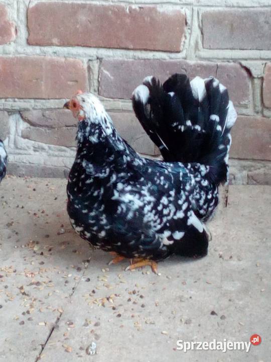 SPRZEDAM KURKI Ptaki Olszanka
