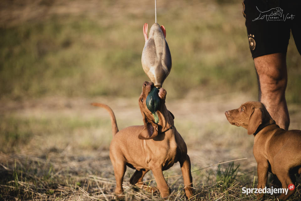 Wyżeł węgierski szczeniak FCI Warszawa