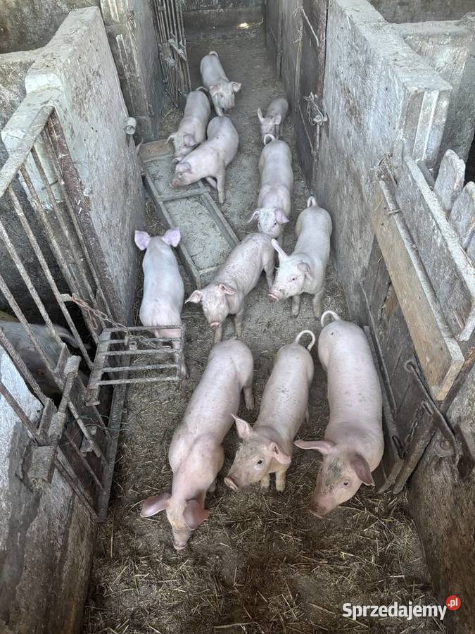 Prosięta mięsne PBZ Michów