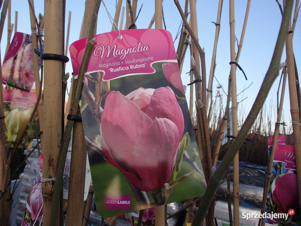 Magnolie szczepione w odmianach Tarnów