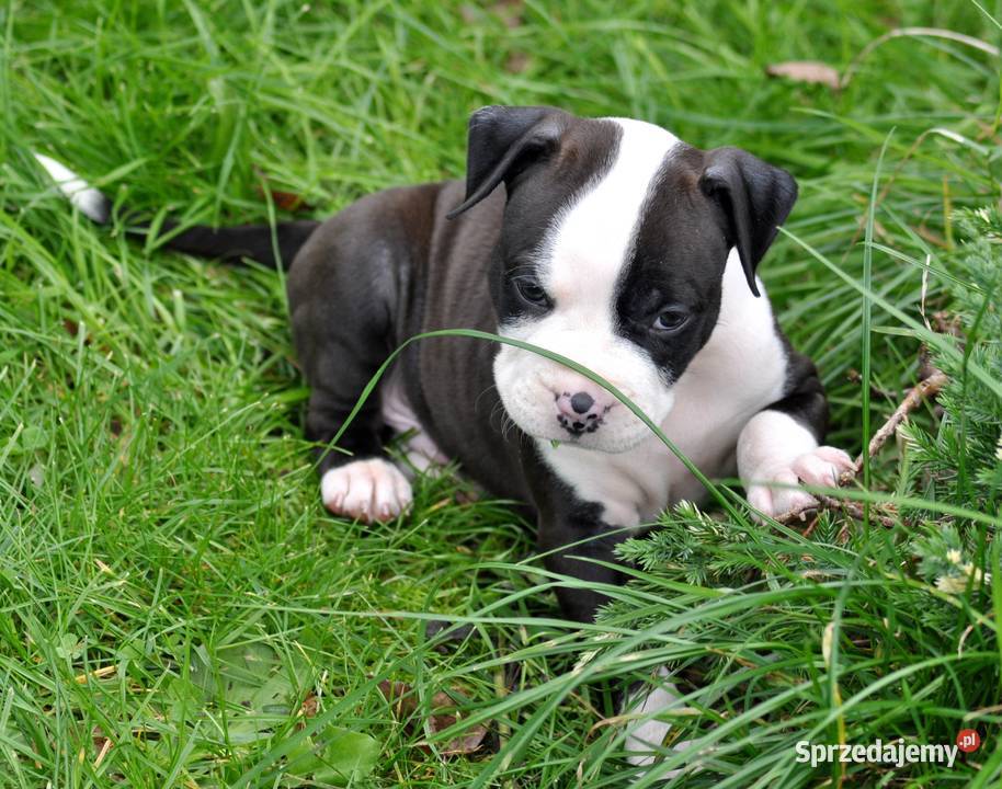 Amstaff zkwp przepiękny piesek Koziegłowy