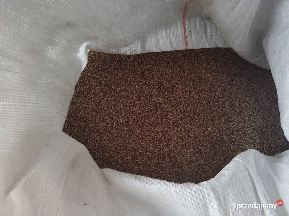 Koniczyna czerwona Jędrzejów