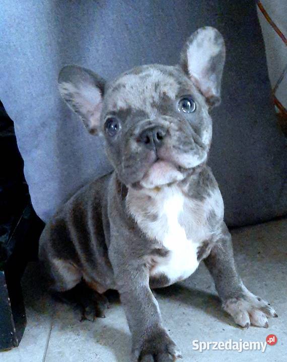 Buldog francuski pieski