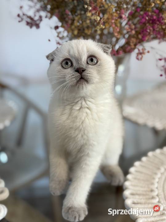 Kot szkocki kocur brytyjski Scottish fold Czchów