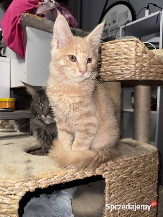 kocurek i kotka Maine Coon sprzedam