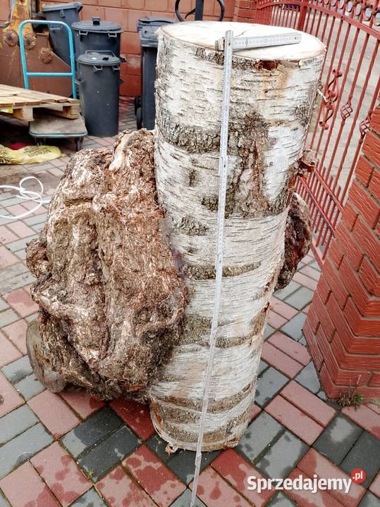 Brzoza czeczot rozmiar XXXXL Nowy Tomyśl