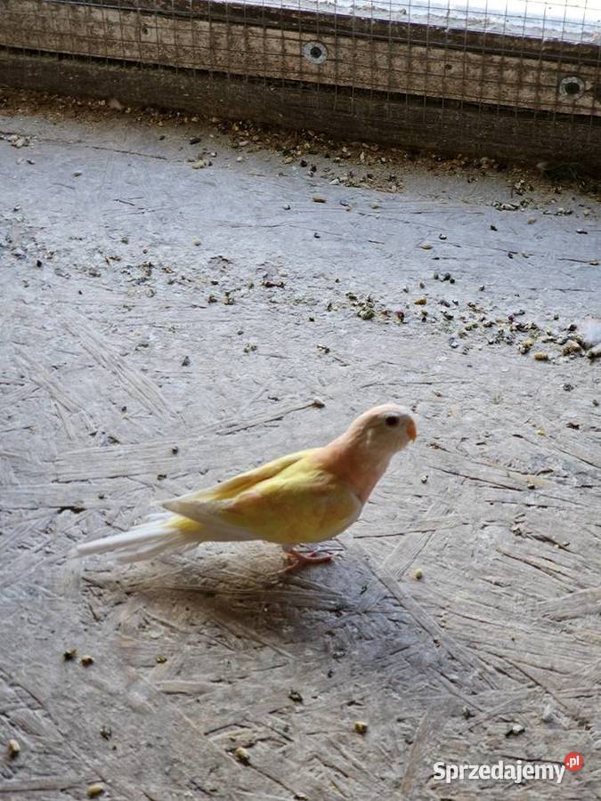 Papugi lilianki Zamość