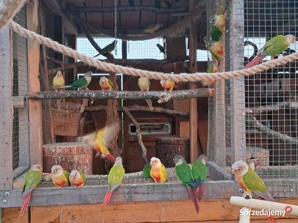 Papugi Rudosterki Zator