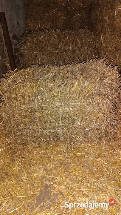 Słoma kostki Kutno sprzedam