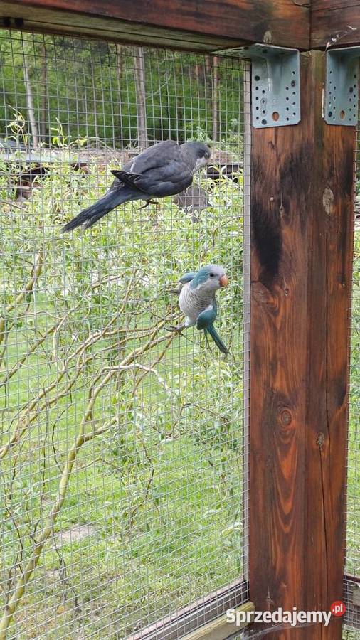 Mnichy nizinne nierozlaczki Stalowa Wola sprzedam
