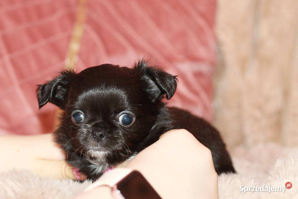 Chihuahua długowłosy chłopiec ZKwP FCI Chihuahua Świnoujście