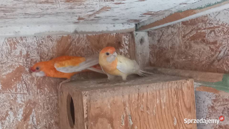 Rozelle królewskie Tuszyn