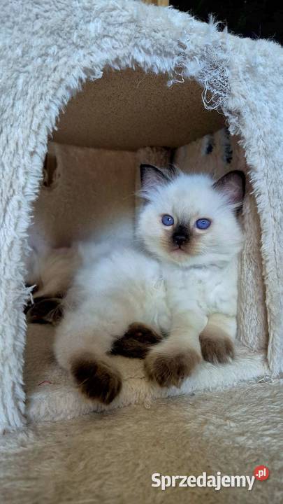 Ragdoll 8cio tygodniowe cudo Siedlce sprzedam