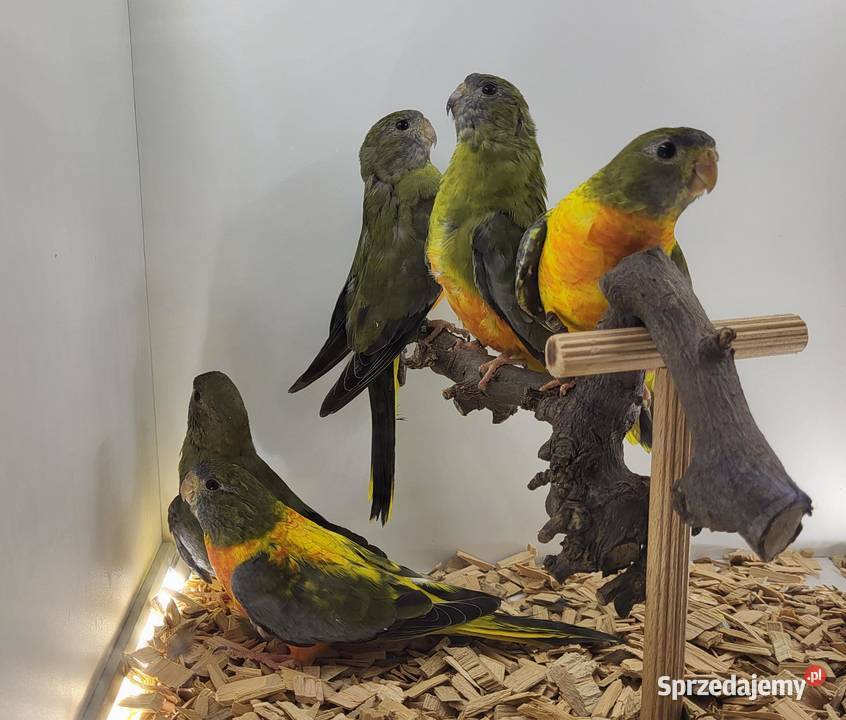 łąkówki wspaniałe mazowieckie Teresin