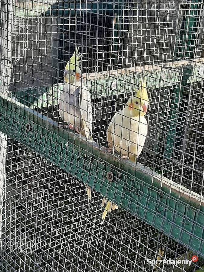 Papugi nimfy para małopolskie Skała