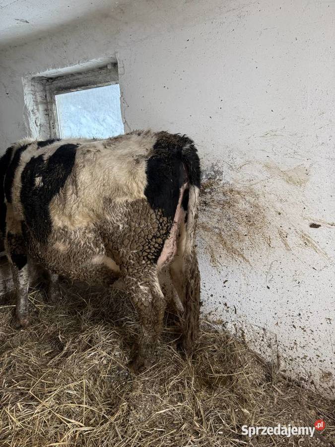 Jałowice wysokocielne