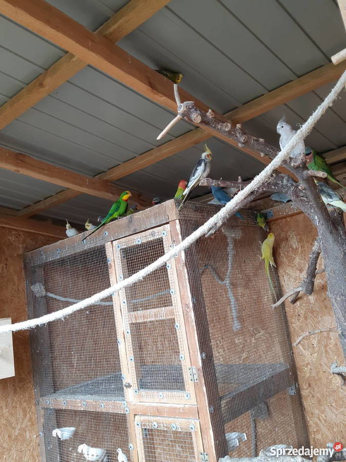 Oratrix barwinka senegalka sprzedam