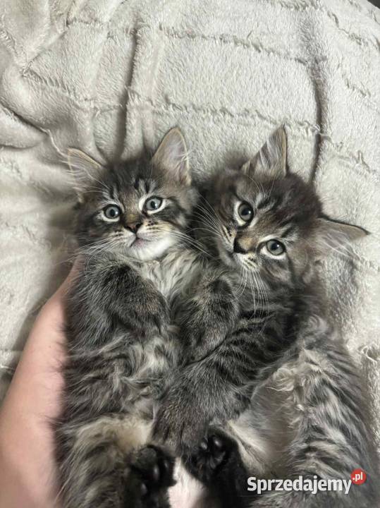 Sprzedam kota syberyjskiego sprzedam