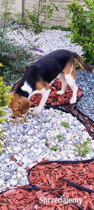 Beagl 3 letni piesek szuka nowej rodziny Radomsko