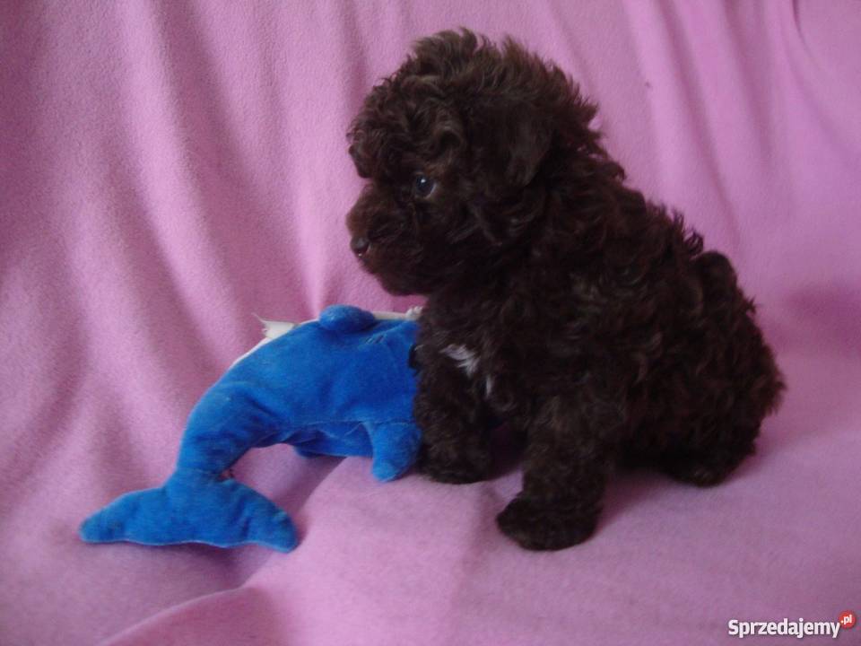 bolończyk kolorowy piesek czekoladowy Kościan