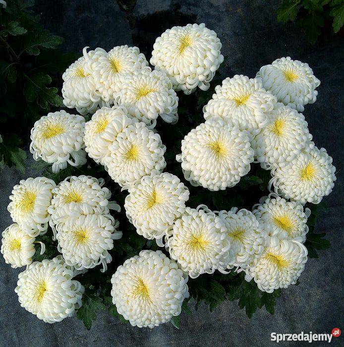 Chryzantemy szlachetne sterowane świętokrzyskie Zawichost sprzedam