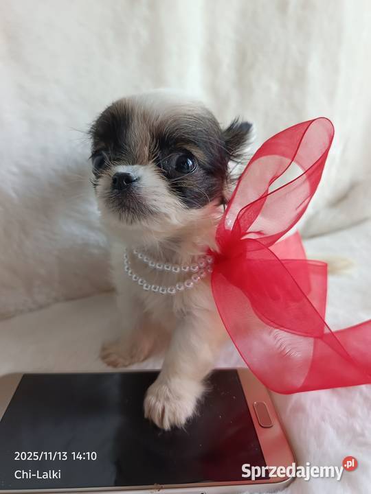 Chihuahua chłopiec samiec xxs dlugowlosy Inowrocław