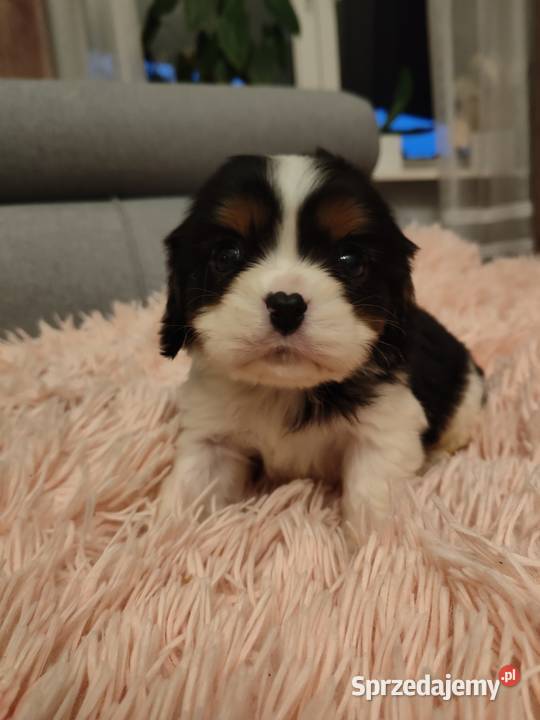 Cavalier King Charles Spaniel podlaskie Łomża