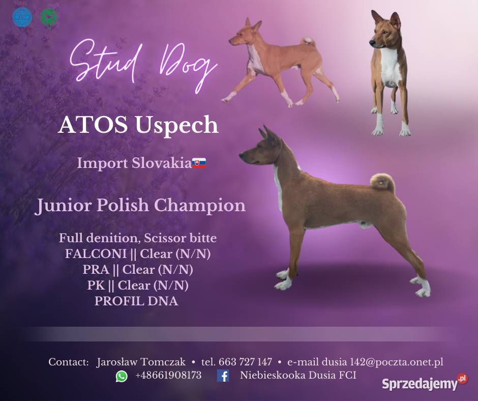 Zapowiedź miotu Basenji FCI Psy Piotrków Kujawski