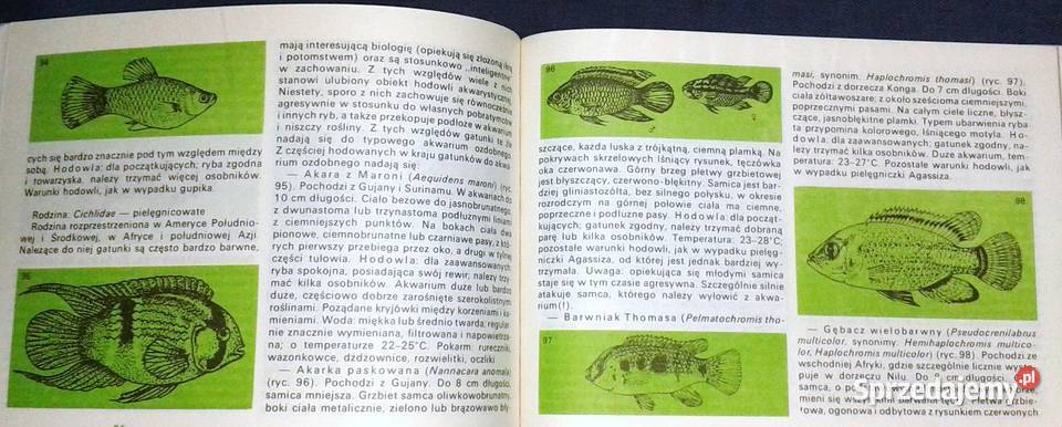 Akwarium w mieszkaniu Stefan Kornobis Chełm