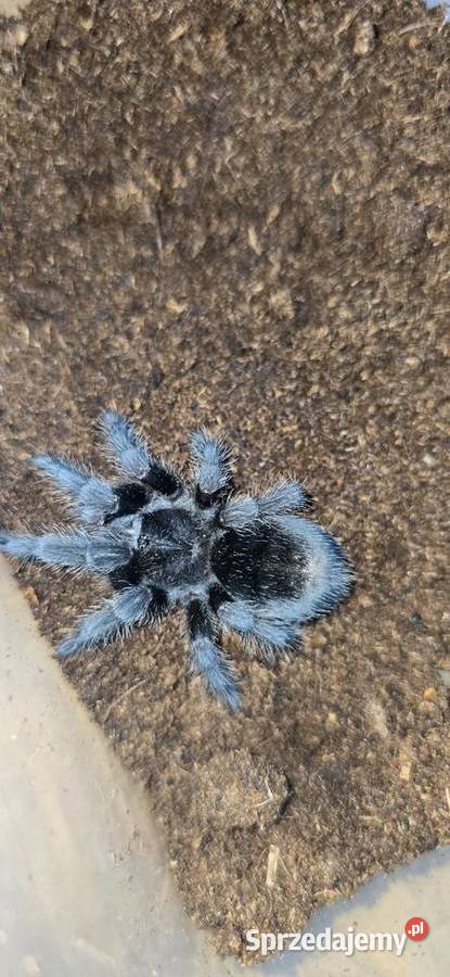 Grammostola Pulchra 3DC małopolskie Kraków sprzedam