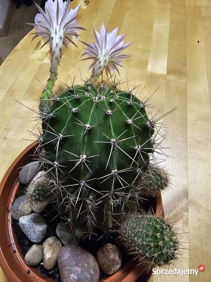 Kaktus Echinopsis Królowa nocy Rośliny domowe małopolskie Oświęcim