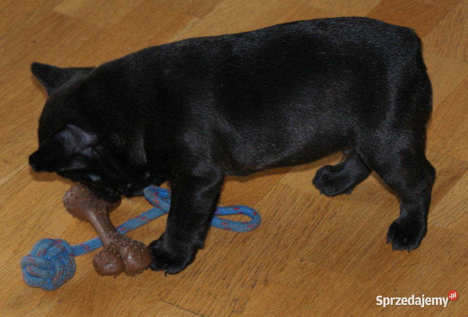 Buldożek francuski 8tyg czarny grubasek Konin