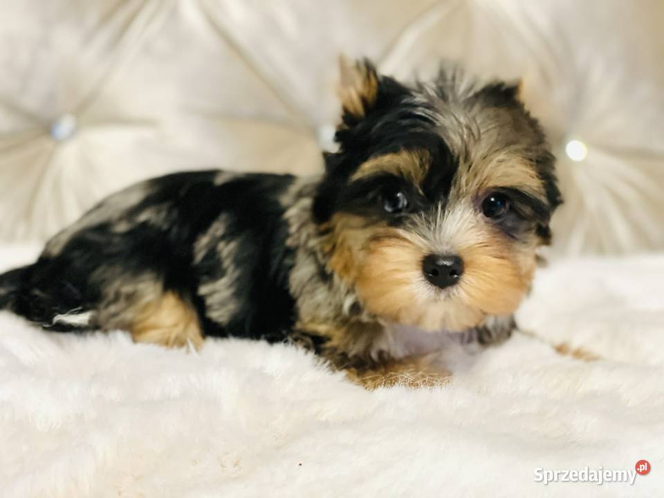 York Tomek z Bajki Marmurkowy kolorowy Cudny Namysłów