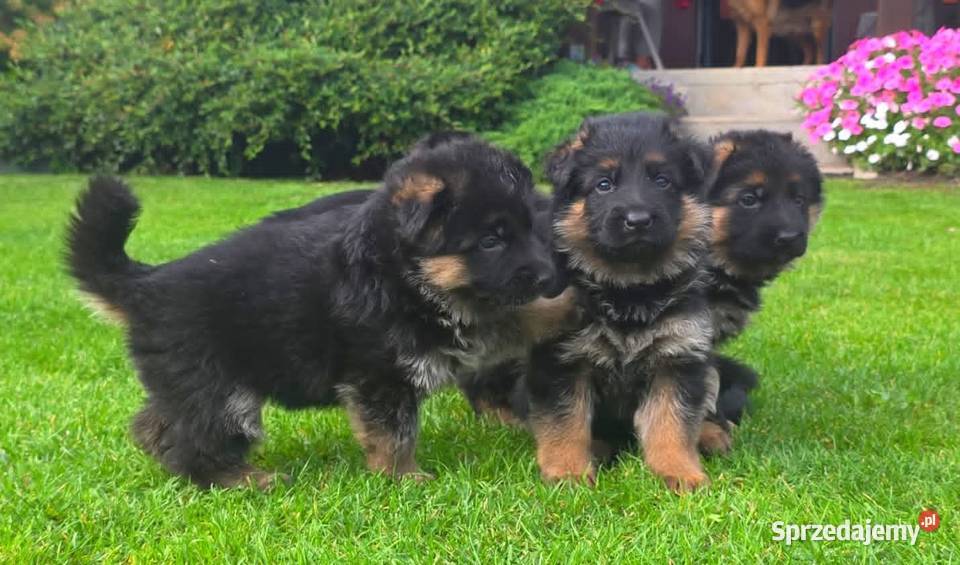 Owczarek Niemiecki szczenieta rodowod FCI Wiązów